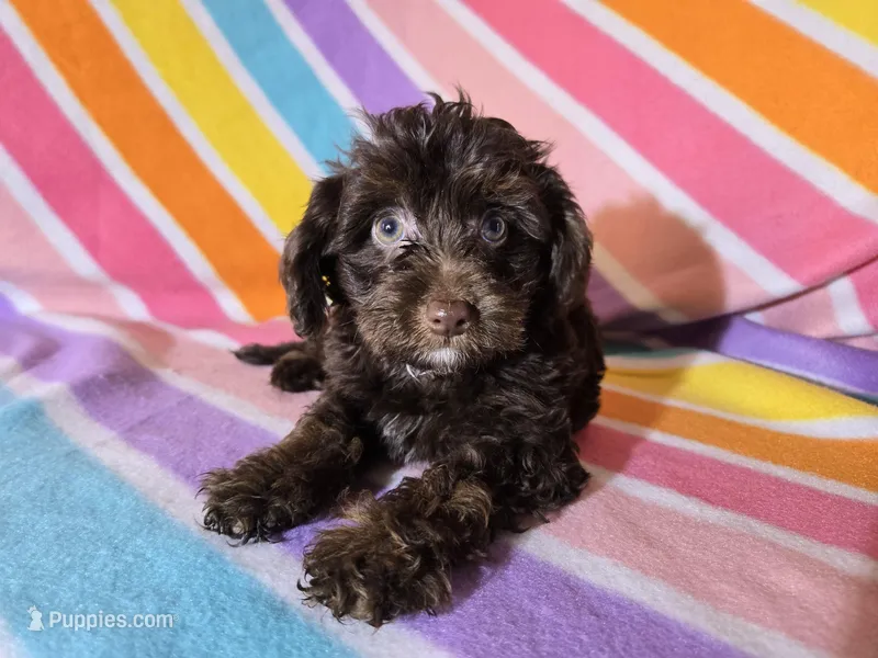 Yorkie/poo – Yorkipoo puppy for sale in Buffalo, NY