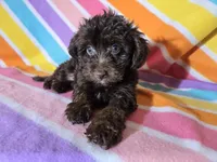 Yorkie/poo, a female Yorkipoo for sale in Buffalo, NY – Photo 4 of 5