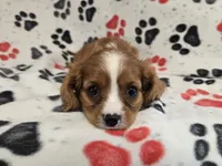 Cavalier king Charles Spaniel , a male Cavalier King Charles Spaniel for sale in Buffalo, NY – 4 of 5