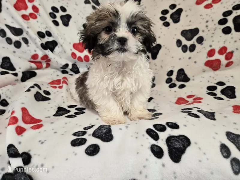 Shihtzu – Shih Tzu puppy for sale in Buffalo, NY