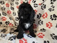 Cockapoo, a male Cocker Spaniel and Poodle - Miniature  for sale in Buffalo, NY – Photo 4 of 4
