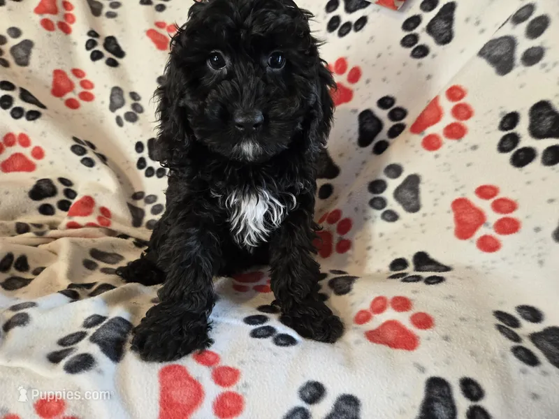 Cockapoo – Cocker Spaniel, Poodle - Miniature  puppy for sale in Buffalo, NY