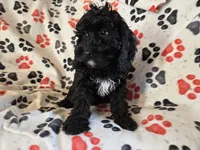 Cockapoo, a male Cocker Spaniel and Poodle - Miniature  for sale in Buffalo, NY – Photo 3 of 4