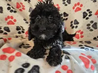 Cockapoo, a male Cocker Spaniel and Poodle - Miniature  for sale in Buffalo, NY – Photo 2 of 4
