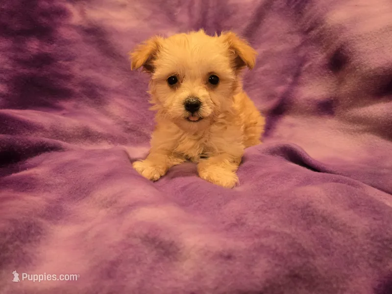 Yorkiepoo – Yorkipoo, Maltese puppy for sale in Buffalo, NY