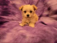 Yorkiepoo, a female Yorkipoo and Maltese for sale in Buffalo, NY – 1 of 4