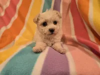 Morkie, a female Maltese and Yorkshire Terrier for sale in Buffalo, NY – 2 of 4