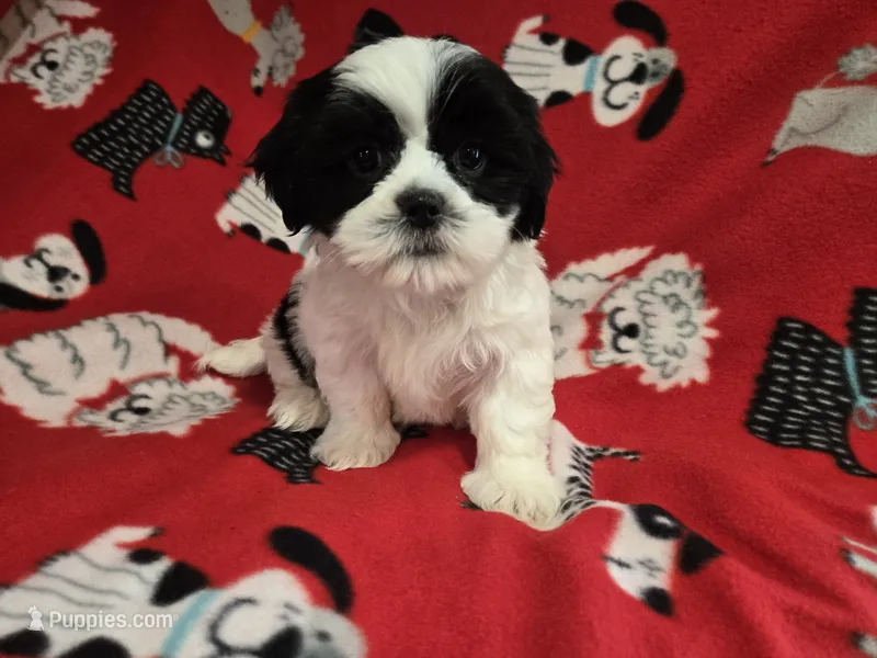 Shihtzu /Maltese mix  – Maltese, Shih Tzu puppy for sale in Buffalo, NY