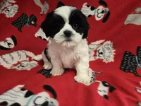 Shihtzu /Maltese mix , a male Maltese and Shih Tzu for sale in Buffalo, NY – 1 of 4
