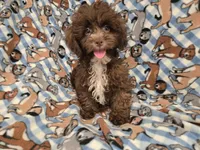 Shihpoo, a male Shihpoo for sale in Buffalo, NY – 4 of 4