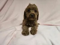 Cockapoo, a female Cockapoo for sale in Buffalo, NY – 5 of 5