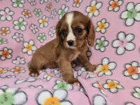 Cavalier king Charles Spaniel , a female Cavalier King Charles Spaniel for sale in Buffalo, NY – 3 of 4