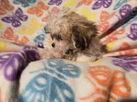 Bichon /Shih tzu , a female Bichon Frise and Shih Tzu for sale in Buffalo, NY – Photo 2 of 4