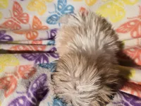 Bichon /Shih tzu , a female Bichon Frise and Shih Tzu for sale in Buffalo, NY – Photo 4 of 4