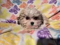 Bichon /Shih tzu , a female Bichon Frise and Shih Tzu for sale in Buffalo, NY – Photo 3 of 4