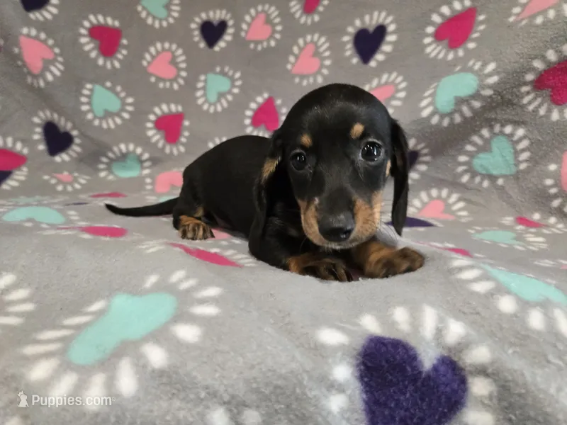 Mini Dachshund – Miniature Dachshund puppy for sale in Buffalo, NY