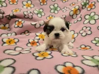 Shihtzu /Bichon , a female Bichon Frise and Shih Tzu for sale in Buffalo, NY – 2 of 4
