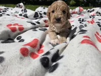 Cockapoo, a male Cockapoo for sale in Buffalo, NY – 2 of 4