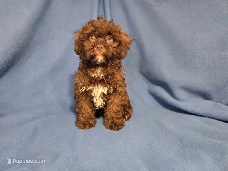 Shihpoo – Shihpoo puppy for sale in Buffalo, NY