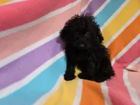 Yorkie poo, a female Yorkipoo for sale in Buffalo, NY – 1 of 4