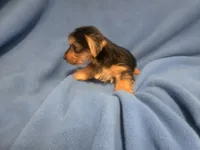 Yorkie Terrier, a male Yorkshire Terrier for sale in Buffalo, NY – 3 of 5