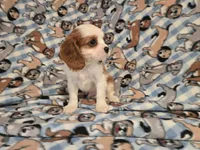 Cavalier king Charles Spaniel , a male Cavalier King Charles Spaniel for sale in Buffalo, NY – 3 of 4