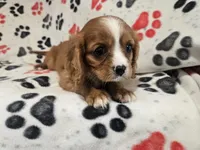 Cavalier king Charles Spaniel , a male Cavalier King Charles Spaniel for sale in Buffalo, NY – 5 of 5