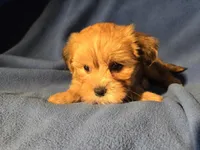 Yorkie /Havanese , a male Havanese and Yorkshire Terrier for sale in Buffalo, NY – Photo 5 of 5