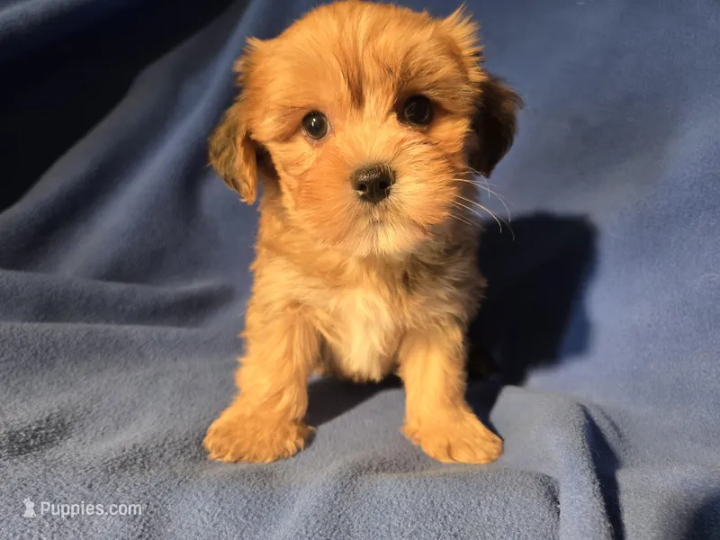 Yorkie /Havanese 