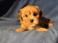 Yorkie /Havanese , a male Havanese and Yorkshire Terrier for sale in Buffalo, NY – Photo 2 of 5