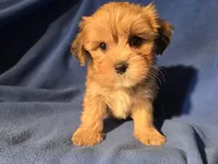 Yorkie /Havanese , a male Havanese and Yorkshire Terrier for sale in Buffalo, NY – Photo 3 of 5