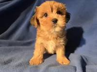 Yorkie /Havanese , a male Havanese and Yorkshire Terrier for sale in Buffalo, NY – Photo 4 of 5