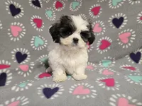 Shihtzu /Maltese , a female Maltese and Shih Tzu for sale in Buffalo, NY – 3 of 4