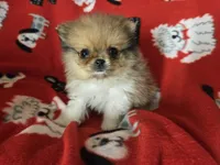 Pomeranian , a male Pomeranian for sale in Buffalo, NY – 1 of 5