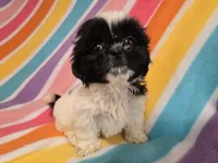 Shihtzu, a female Shih Tzu for sale in Buffalo, NY – 3 of 4
