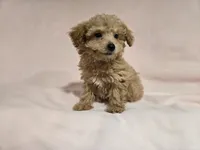 Bichon /Poodle , a female Bichon Frise and Poodle - Miniature  for sale in Buffalo, NY – 4 of 4