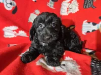 Yorkie poo, a female Yorkipoo for sale in Buffalo, NY – Photo 3 of 5