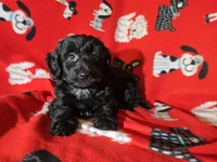 Yorkie poo, a female Yorkipoo for sale in Buffalo, NY – Photo 5 of 5