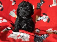 Yorkie poo, a female Yorkipoo for sale in Buffalo, NY – Photo 4 of 5