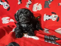 Yorkie poo, a female Yorkipoo for sale in Buffalo, NY – Photo 2 of 5