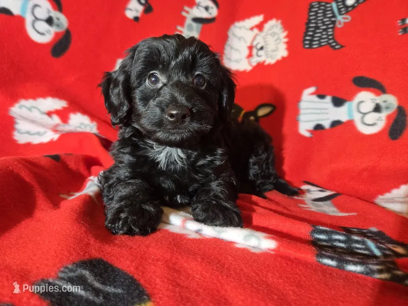 Yorkie poo – Yorkipoo puppy for sale in Buffalo, NY