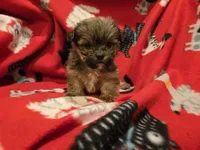 Shorkie , a male Shih Tzu and Yorkshire Terrier for sale in Buffalo, NY – 4 of 4