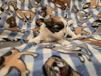 Shihtzu /Bichon, a male Bichon Frise and Shih Tzu for sale in Buffalo, NY – 2 of 4