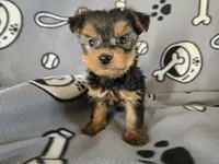 Yorkie Terrier, a male Yorkshire Terrier for sale in Buffalo, NY – 4 of 5