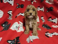 Cockapoo, a male Cockapoo for sale in Buffalo, NY – 4 of 4