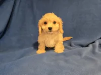 Cavachon , a male Cavachon for sale in Buffalo, NY – 2 of 4