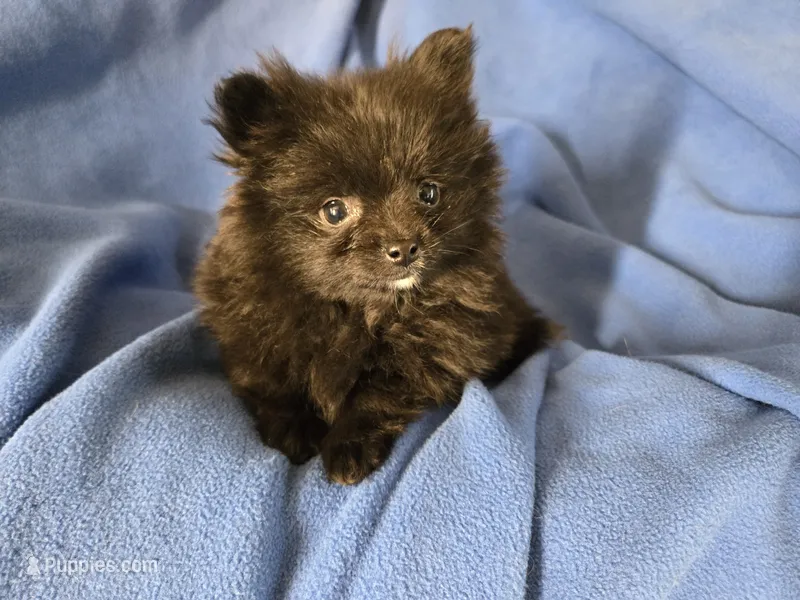 Pomeranian  – Pomeranian puppy for sale in Buffalo, NY