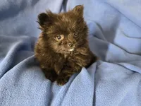 Pomeranian , a male Pomeranian for sale in Buffalo, NY – 1 of 4
