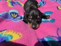 Mini Dachshund, a female Miniature Dachshund for sale in Buffalo, NY – 2 of 4