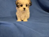 Maltese / shihtzu, a male Maltese and Shih Tzu for sale in Buffalo, NY – 4 of 4